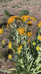 (c) Lauren Vanier, some rights reserved (CC BY) Hymenoxys hoopesii, photograph (c) Lauren Vanier, some rights reserved (CC BY)