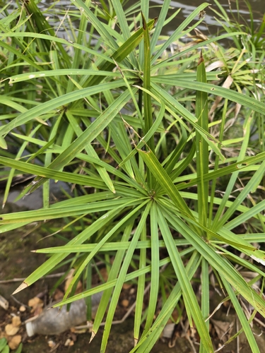 Cyperus alternifolius observed 2026-08-05