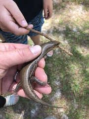 Plestiodon laticeps