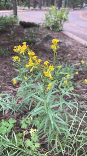 Lithospermum multiflorum, photograph 1