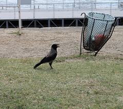 Corvus cornix