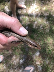 Plestiodon laticeps