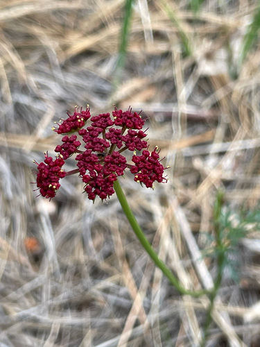 Cymopterus lemmonii, photograph 2