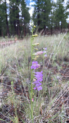 Penstemon virgatus, photograph 4