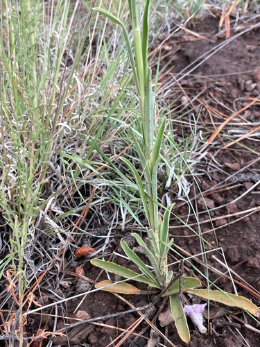 Penstemon virgatus, photograph 6