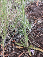 Penstemon virgatus, photograph (c) Lauren Vanier, some rights reserved (CC BY)