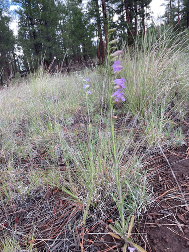 Penstemon virgatus, photograph 5