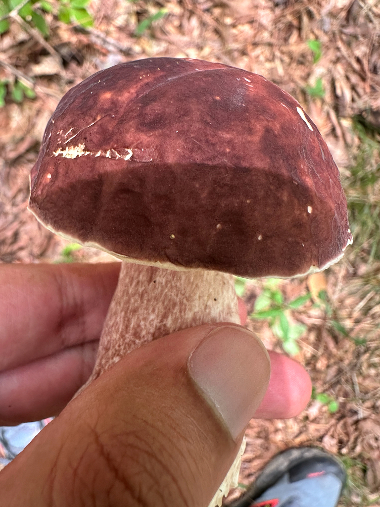lilac bolete · August 2026 · photo: Photo: (c) Ashwin Srinivasan, some rights reserved (CC BY) · iNaturalist