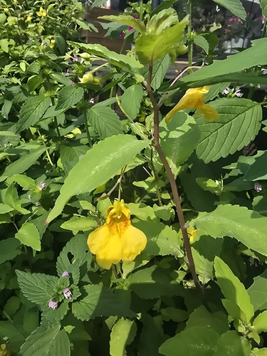 Touch-me-not Balsam