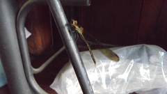 Heliocypha biforata