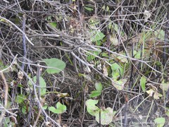 Rumex induratus