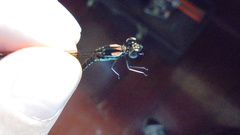 Heliocypha biforata
