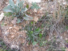 Cynoglossum cheirifolium