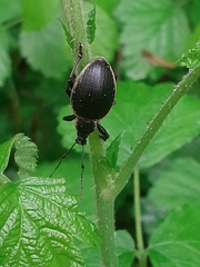 Otiorhynchus vehemens