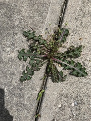 Asteraceae