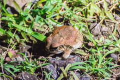 Sphaerotheca maskeyi