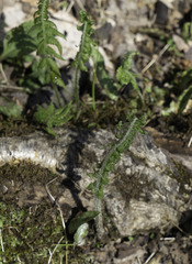 Deparia acrostichoides