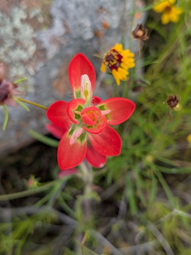 Castilleja indivisa, photograph 2