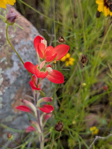 Castilleja indivisa, photograph 3
