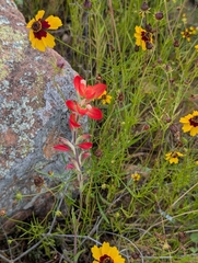 Castilleja indivisa, photograph (c) Kara Matthews, some rights reserved (CC BY)