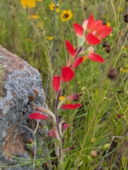 Castilleja indivisa, photograph (c) Kara Matthews, some rights reserved (CC BY)
