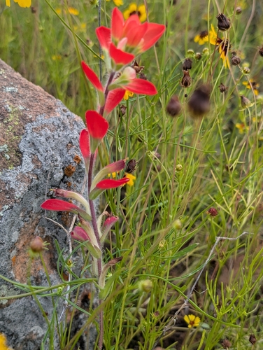 Castilleja indivisa, photograph 6