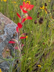 Castilleja indivisa, photograph (c) Kara Matthews, some rights reserved (CC BY)