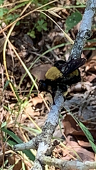 Laphria macquarti