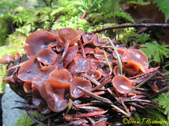 Ciboria rufofusca