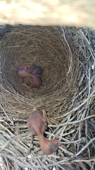 Aphelocoma woodhouseii