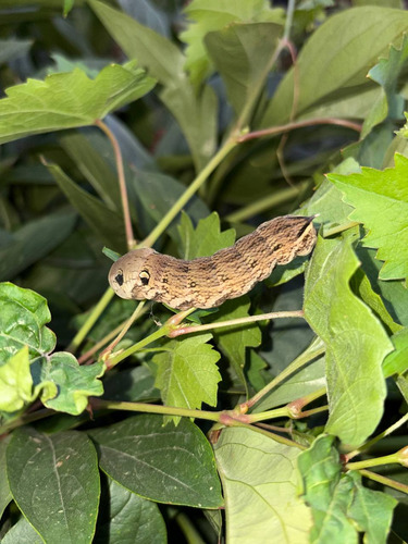 Elephant Hawkmoth