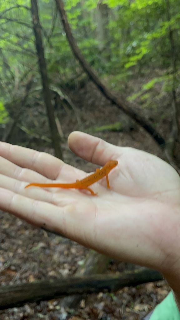 Side view of an orange Eastern Newt eft from a second Laurel encounter