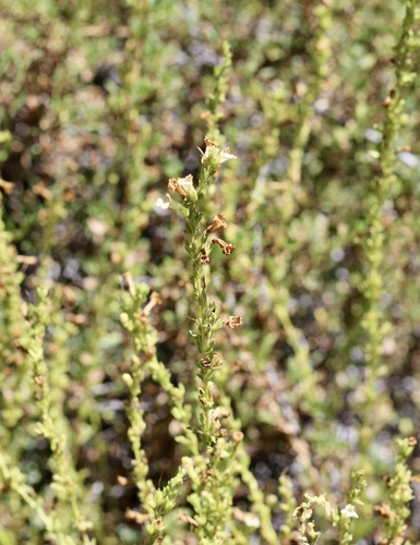 iNaturalist observation photo of Hot Rock Penstemon