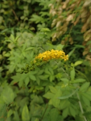 Agrimonia pilosa japonica