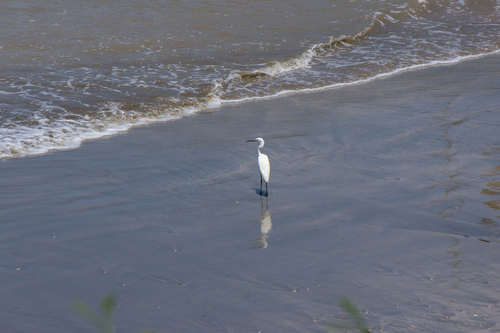 Little Egret