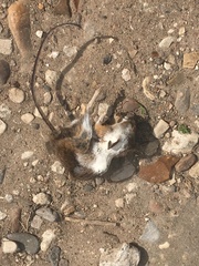 Apodemus flavicollis