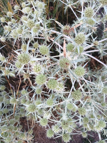 Field Eryngo