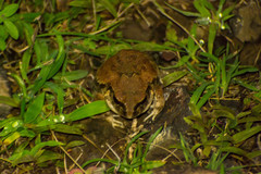 Sphaerotheca maskeyi