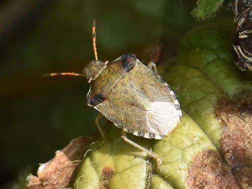 Vernal Shield Bug, Groesbeek, Nederland, photo 7 of 10
