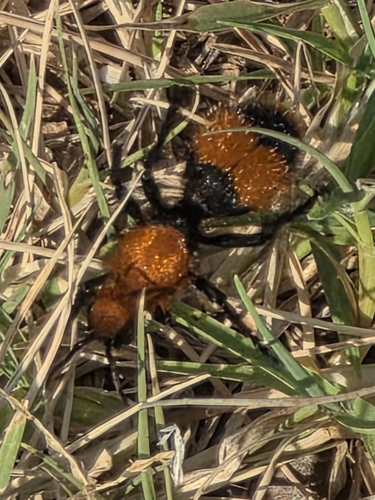 Common Eastern Velvet Ant