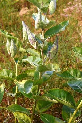 showy milkweed