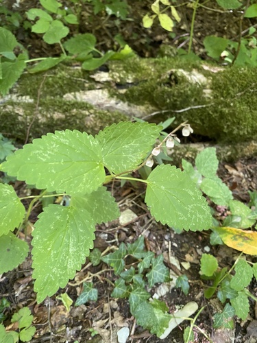 Scutellaria altissima, photograph 6