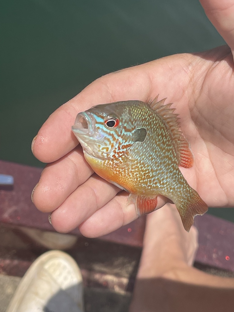 Longear Sunfish — lead field view