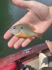 Longear Sunfish showing turquoise facial lines and orange fins above green water