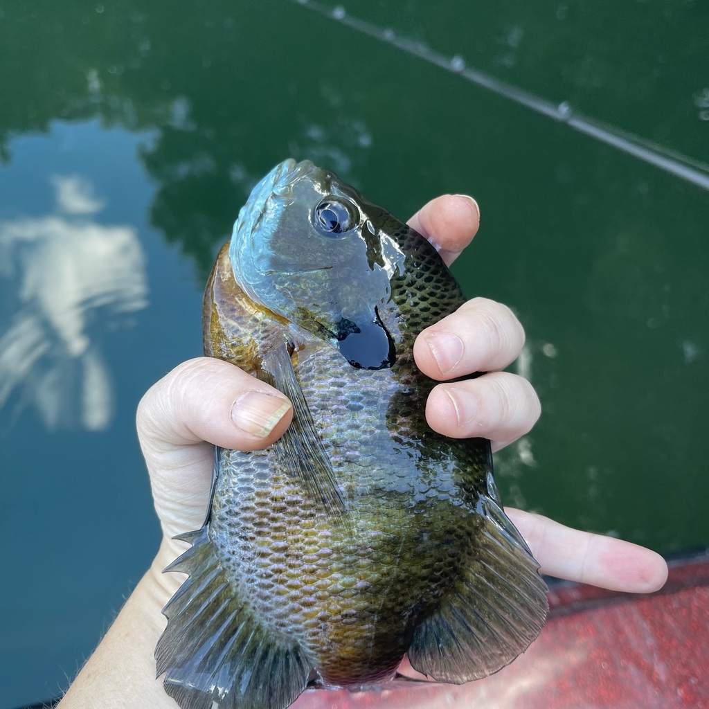 Bluegill — lead field view
