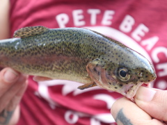 Rainbow Trout showing a speckled olive back and rosy side stripe