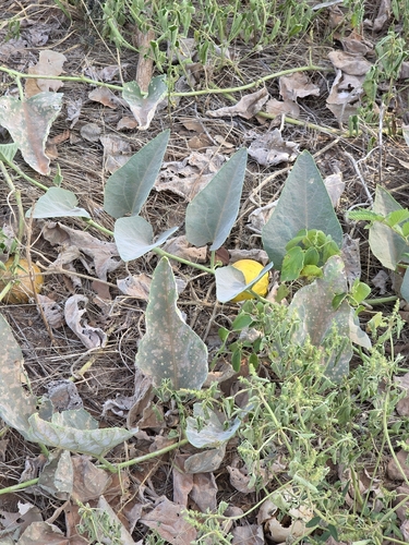 Buffalo Gourd