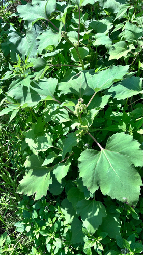 common cocklebur