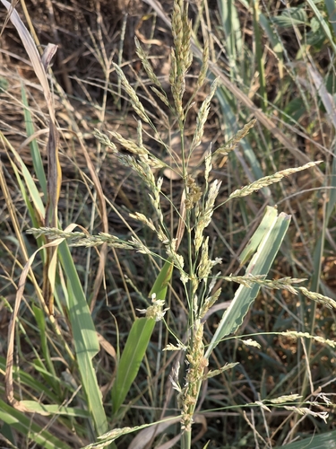 Johnson grass