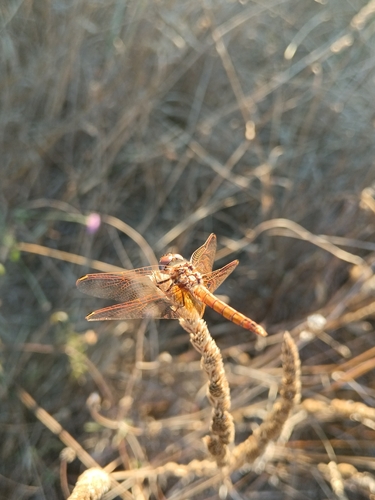 Violet Dropwing
